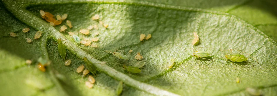 Blattläuse auf einem grünen Blatt